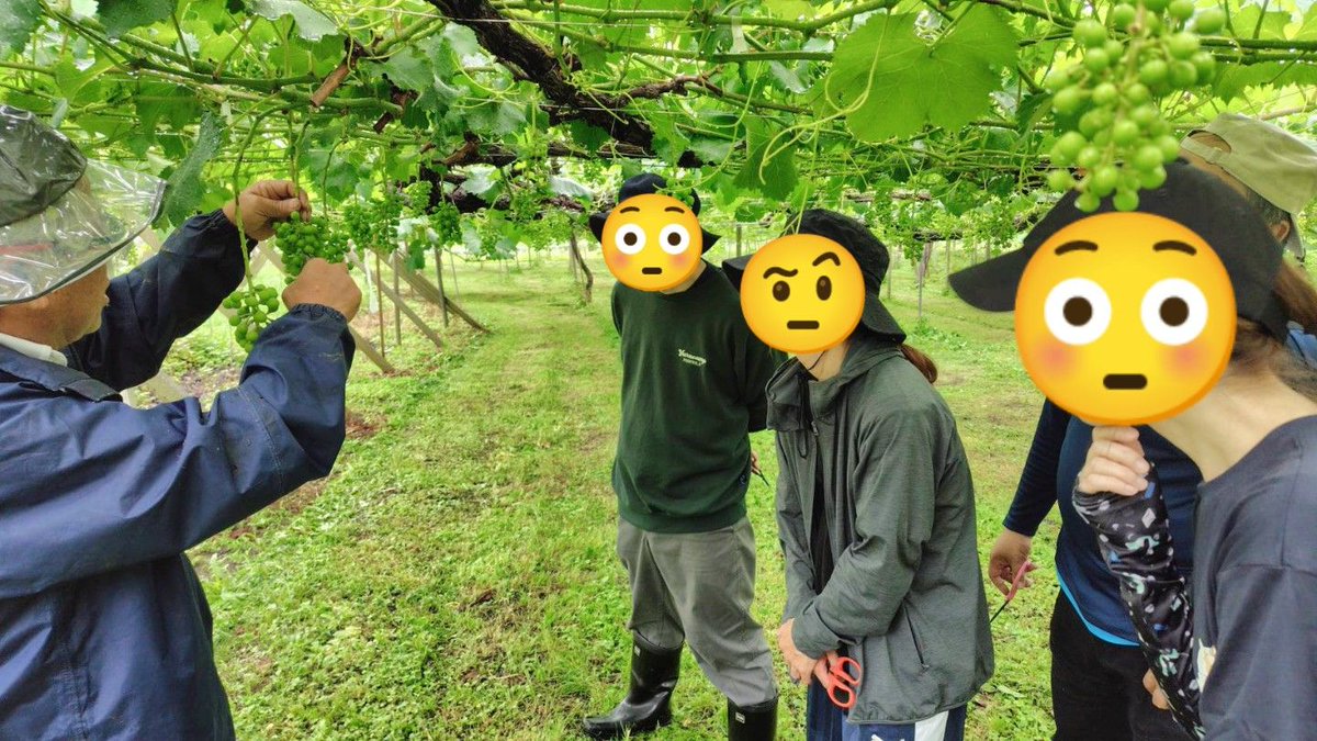 fukuyoshi2012's tweet photo. こんにちは☀
昨夜の雨が心配でしたが、本日は🍇葡萄の粒抜き体験日でした⤴️
参加者5名の方々にお越しいただきありがとうございます✨
真剣に教わりながら学び楽しい時間を過ごせたと思います🥰 https://t.co/HbjLQSZftt