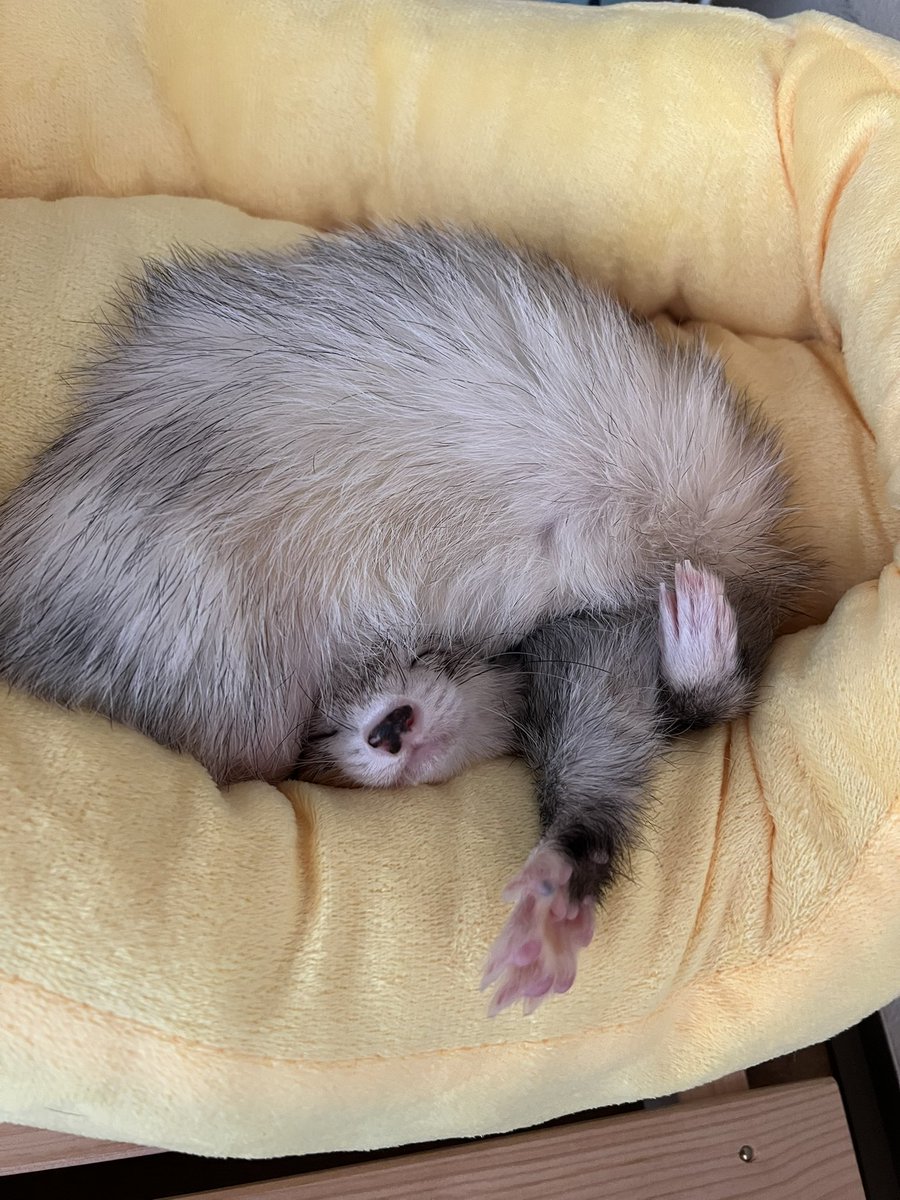 CHIKUWA20200823's tweet photo. アフロみたいなってる👩‍🦱
  #フェレットのこがさん
 #フェレット #ferret https://t.co/JSnR2rZAwO
