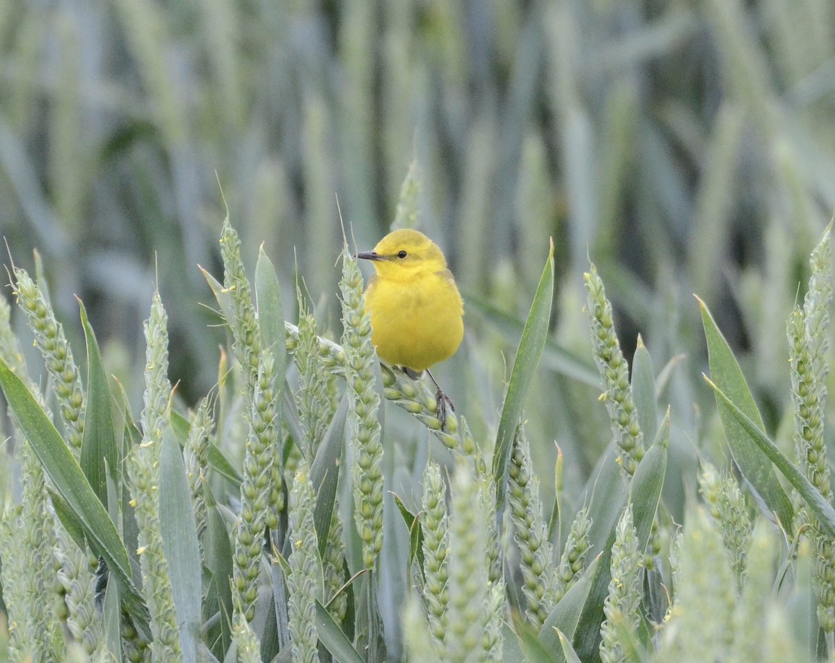 NELCouncil's tweet photo. The Western Yellow Wagtail is a slim, insect-eating songbird, known for its bright lemon-yellow belly, olive-green back, and constantly wagging tail. 

These photos were taken by Charlie Spalding in Wybers Wood👏

📸 Send your #BeakPeekNEL photos to communications@nelincs.gov.uk https://t.co/I6ZzJIAO59