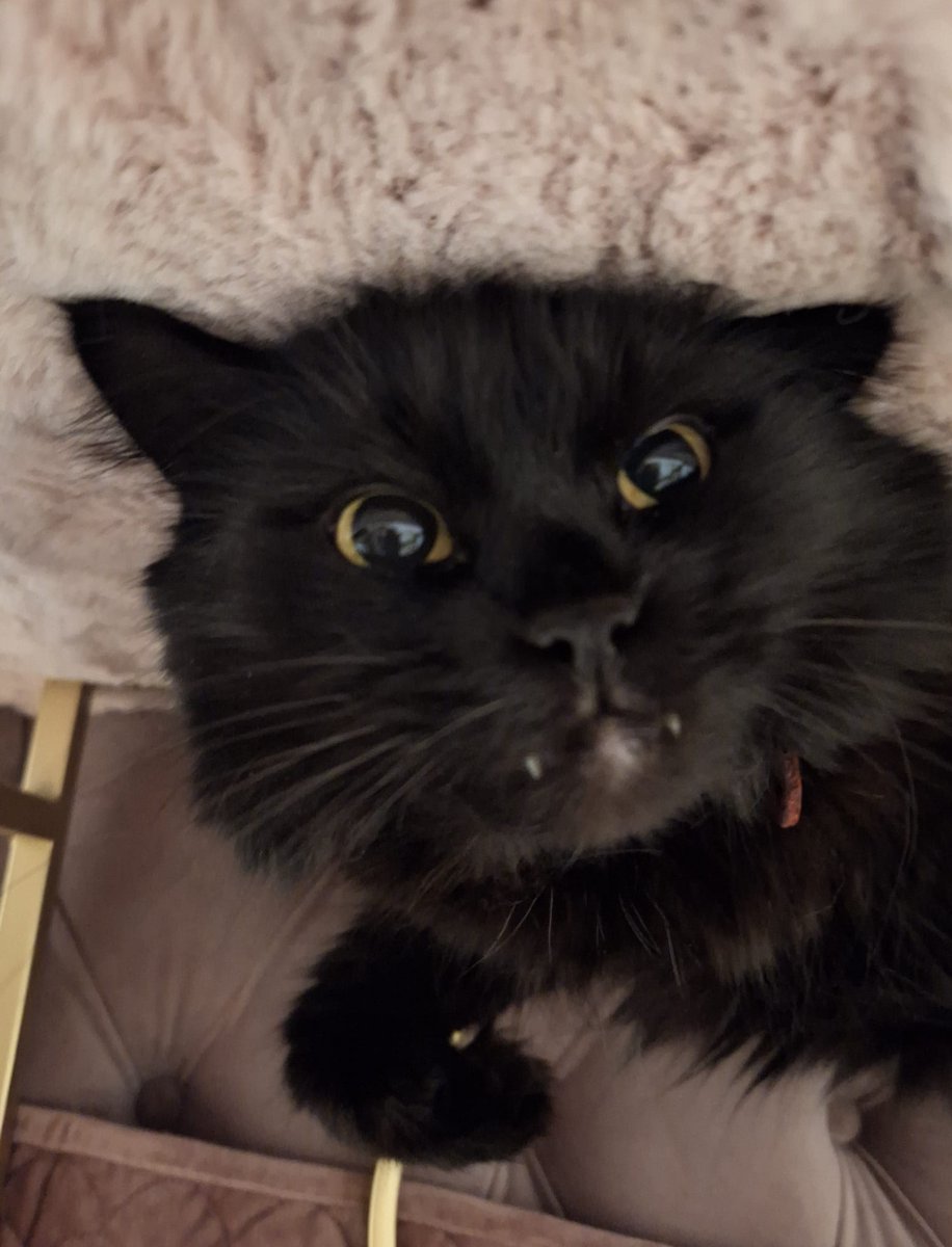 Cat100Lucia's tweet photo. @KreekCraft Ofcourse it's better to take in stray cats rather than purchasing one, anyways this kitty has chosen you so there's no going back, reminds me of my cat when she was little https://t.co/eve2NPhk6Y