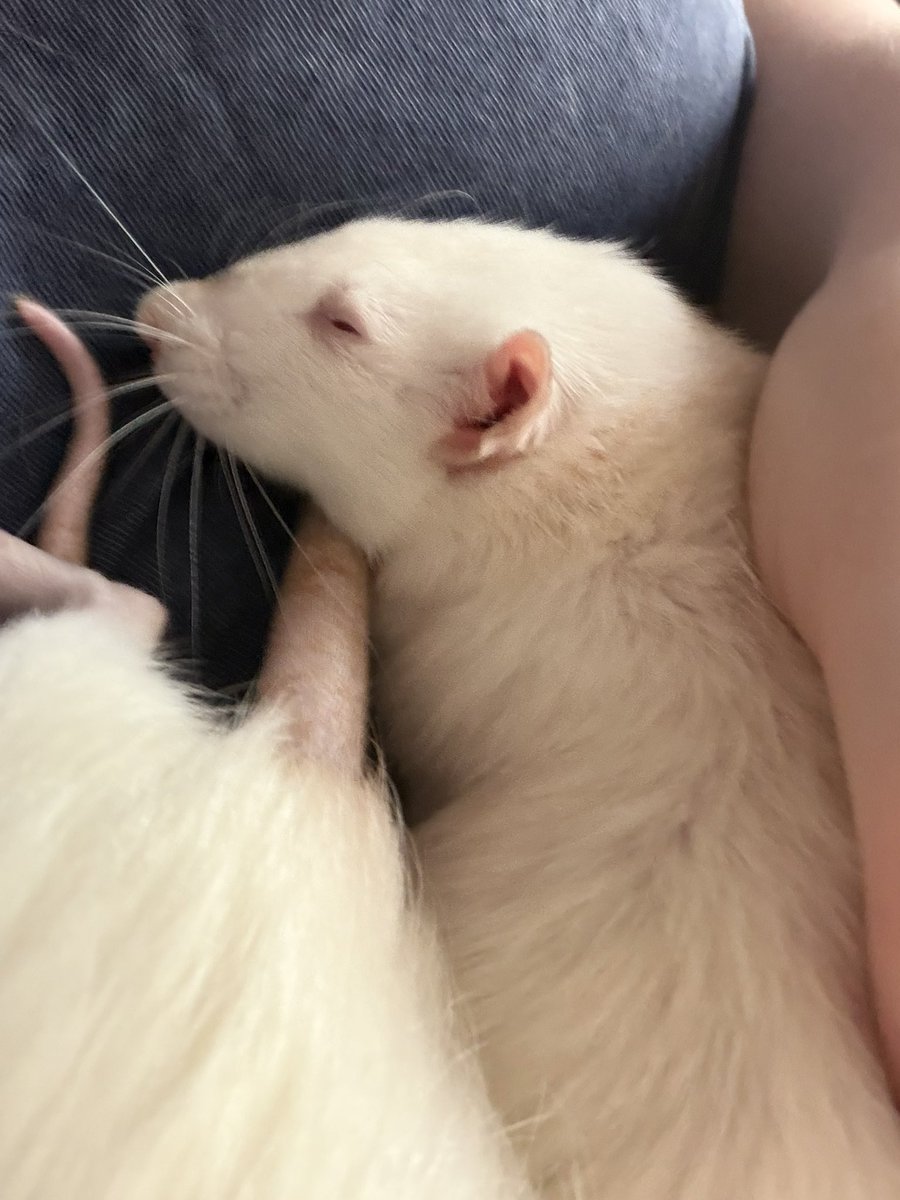 Six_Seis_Sei's tweet photo. Please help me with my goal to keep my family in our house. I’m $400 away 

https://t.co/gYDIoLBavJ

Pic of my rat for attention https://t.co/n2YvsiAH0C