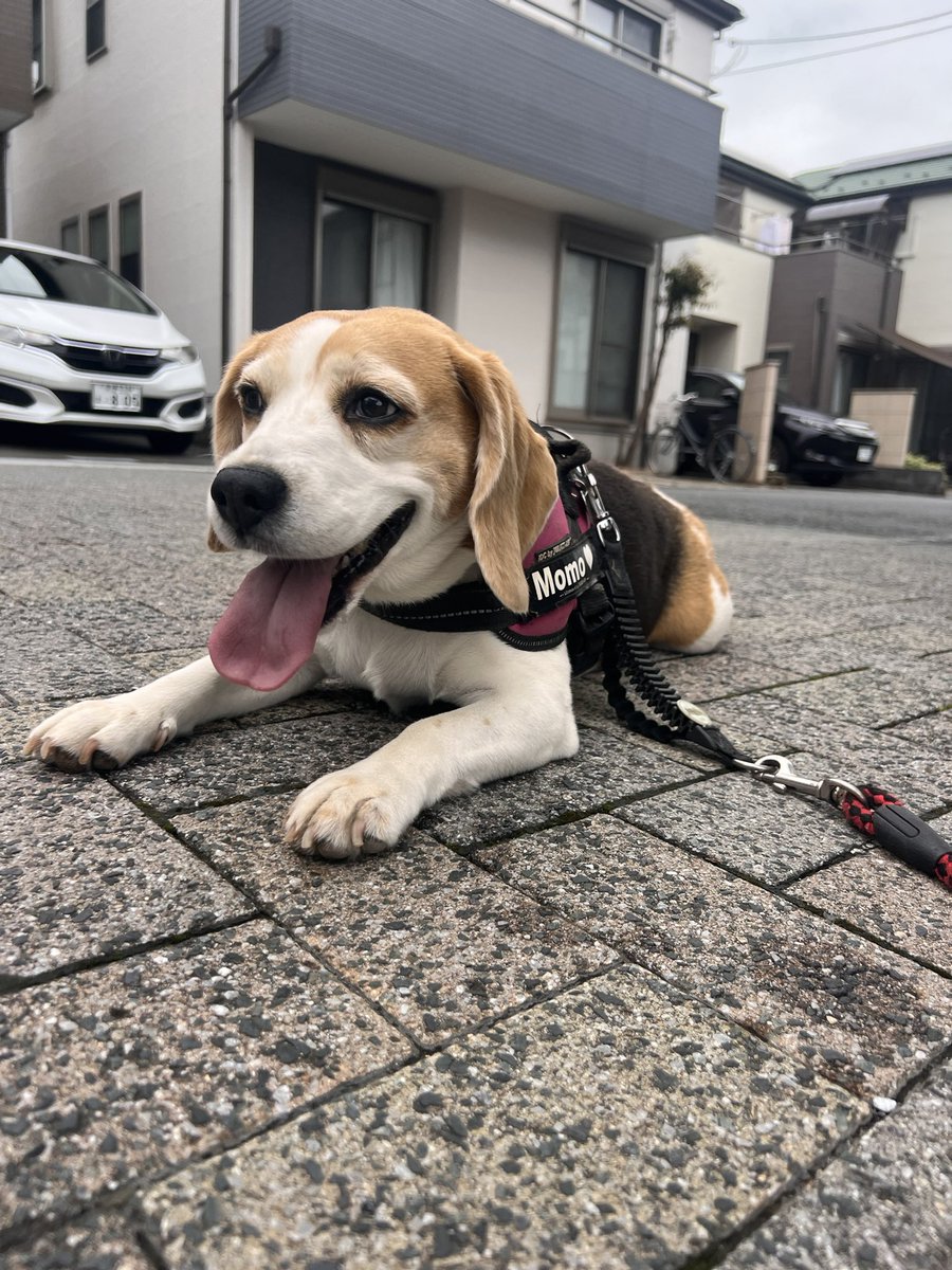 revival_basser's tweet photo. 梅雨の湿度にバテバテなモモちゃん #beagle https://t.co/atKydLx2eH