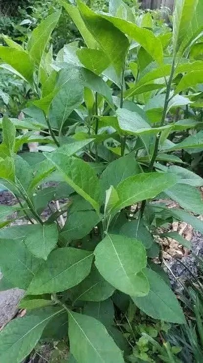 fidipote98RKT's tweet photo. IF SPIRITUAL WORK IS NOT WORKING ON YOU DO THIS IMMEDIATELY 👇

ITEMS 
📌Get Fresh scent leaf
📌 Get Fresh bitter leaf

Preparation 👇

Squeeze them into your bathing  bucket late at night before bed Without soap or sponge..

Do this for 3 days and come back to testify https://t.co/rBMUWUePhs
