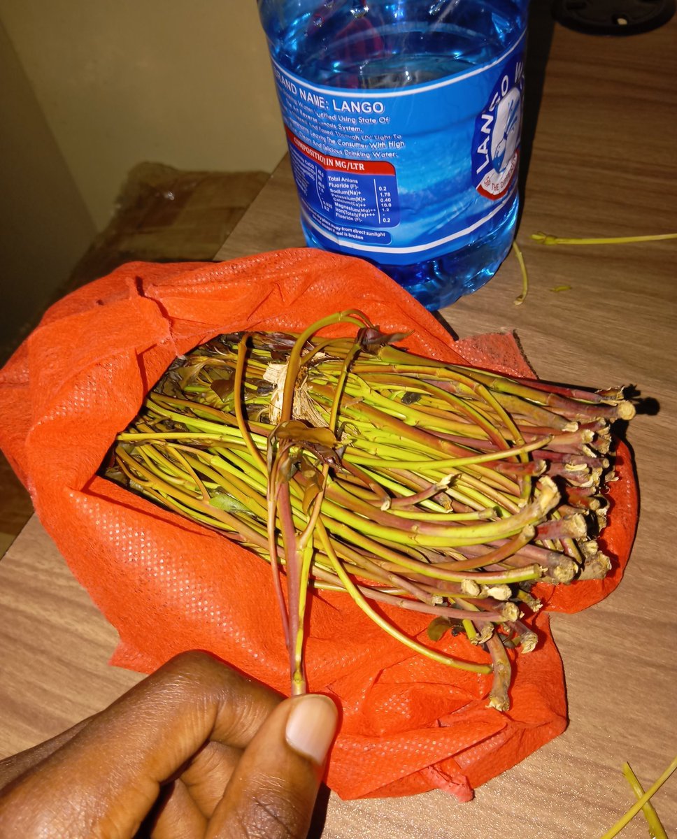 kuria tweet media