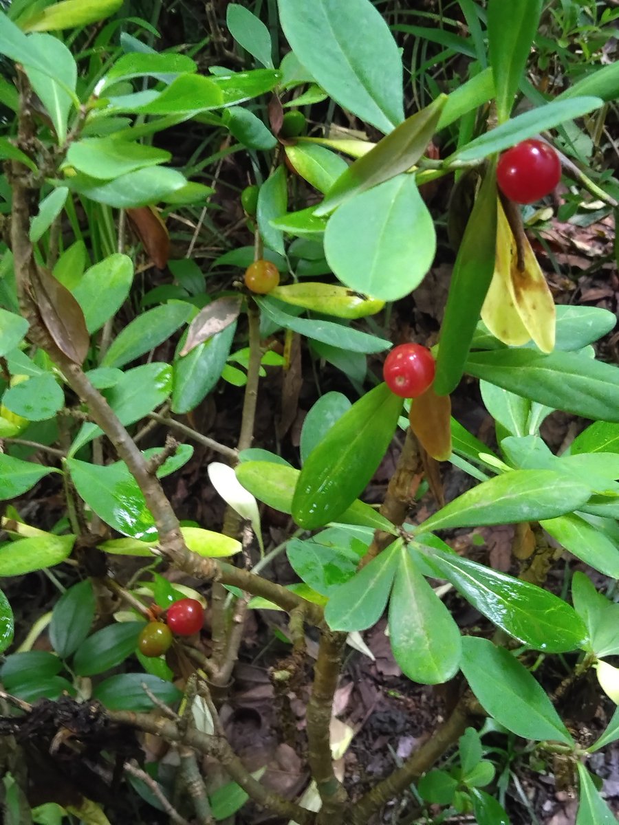 kurobey's tweet photo. 庭観察記、地植えナニワズ（黄花沈丁花）。

蚊が出るようになったり雨が降ってたりして目を離してたら、すっかり色づき始めてました。

1)2)3)前庭の主木雌株の実。
いくつもなってる実の、どこから赤く色付くかって面白いね。

4)花壇の二世株、三つも結実してたか！
色付いて初めて気付く実もある。 https://t.co/PqFHqCIhVg