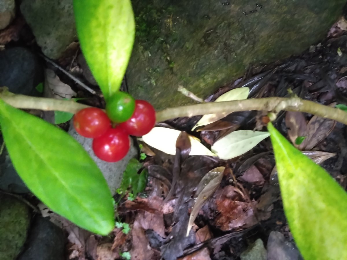 kurobey's tweet photo. 庭観察記、地植えナニワズ（黄花沈丁花）。

蚊が出るようになったり雨が降ってたりして目を離してたら、すっかり色づき始めてました。

1)2)3)前庭の主木雌株の実。
いくつもなってる実の、どこから赤く色付くかって面白いね。

4)花壇の二世株、三つも結実してたか！
色付いて初めて気付く実もある。 https://t.co/PqFHqCIhVg