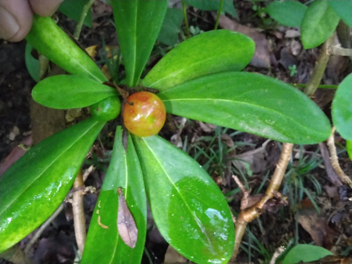 kurobey's tweet photo. 庭観察記、地植えナニワズ（黄花沈丁花）。

蚊が出るようになったり雨が降ってたりして目を離してたら、すっかり色づき始めてました。

1)2)3)前庭の主木雌株の実。
いくつもなってる実の、どこから赤く色付くかって面白いね。

4)花壇の二世株、三つも結実してたか！
色付いて初めて気付く実もある。 https://t.co/PqFHqCIhVg