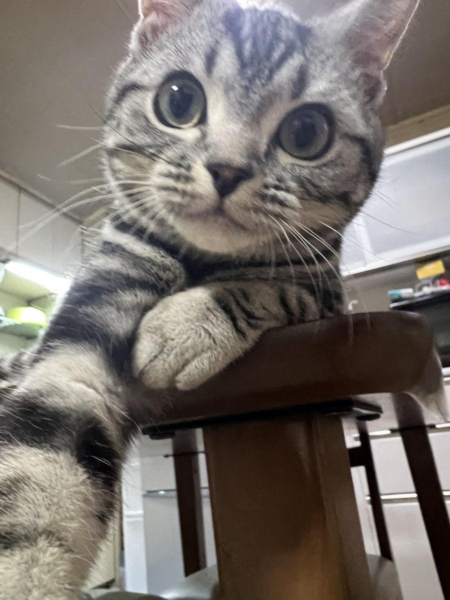 猫好きさんと繋がりたい
