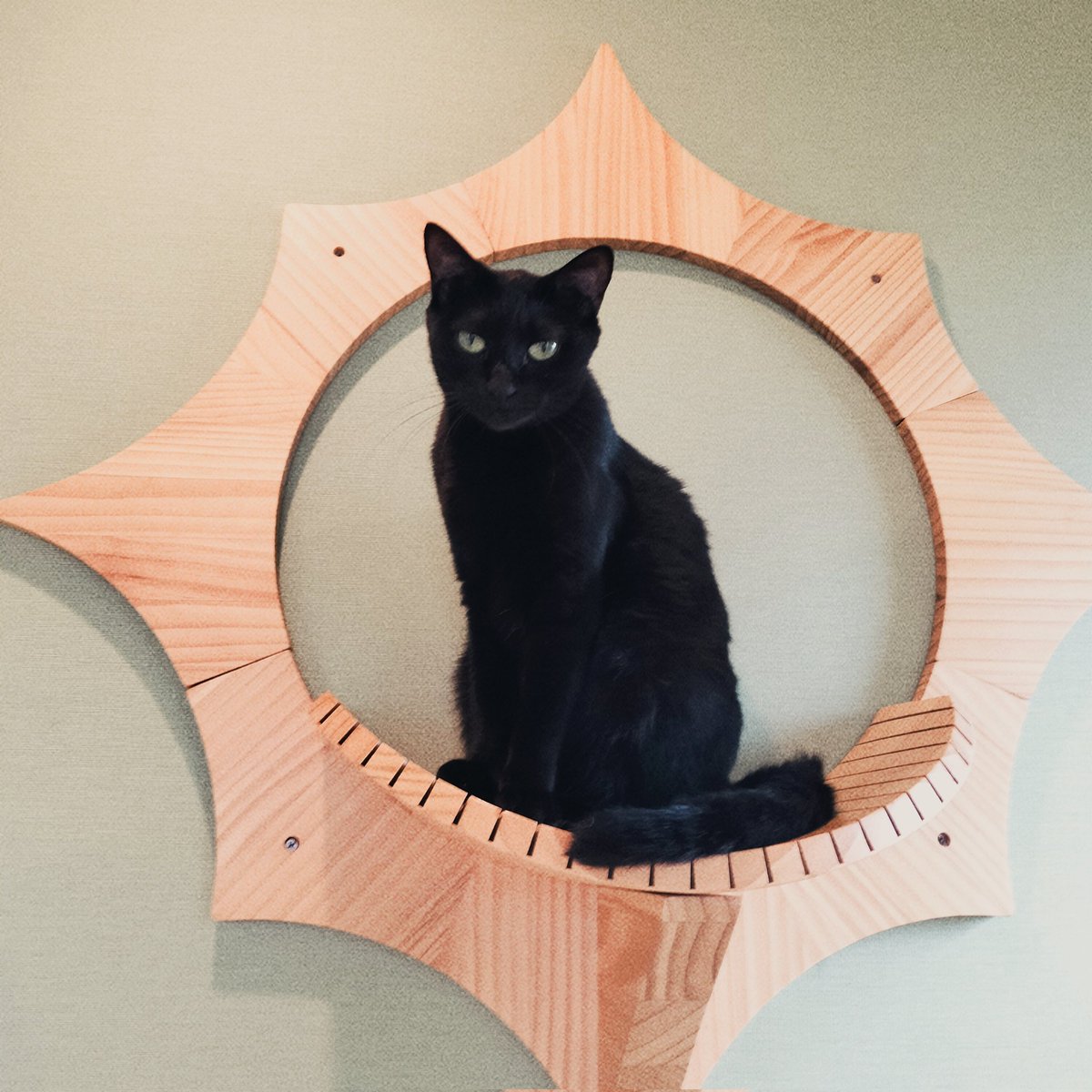 nyanpass08's tweet photo. 保護猫カフェに行きました♪スタッフさんがお話してくれたのですが、素晴らしい保護活動と経営理念でした！臭いも全くせず、猫の保護数も適量で、清潔感があり、保護活動と譲渡を頑張っていて感動！猫を引き取る時は、ぜひこちらからお迎えしたいです！ https://t.co/TCxT6JEZXp