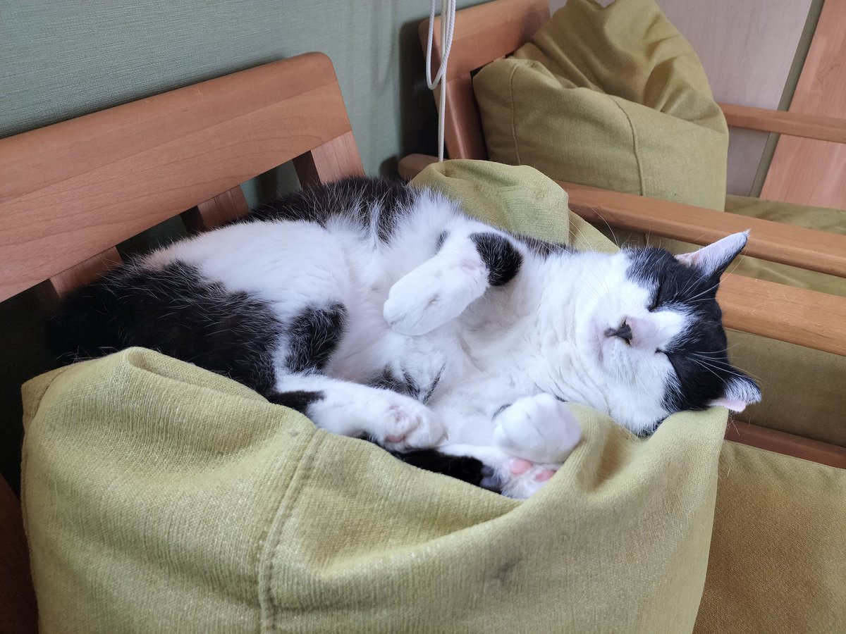 nyanpass08's tweet photo. 保護猫カフェに行きました♪スタッフさんがお話してくれたのですが、素晴らしい保護活動と経営理念でした！臭いも全くせず、猫の保護数も適量で、清潔感があり、保護活動と譲渡を頑張っていて感動！猫を引き取る時は、ぜひこちらからお迎えしたいです！ https://t.co/TCxT6JEZXp