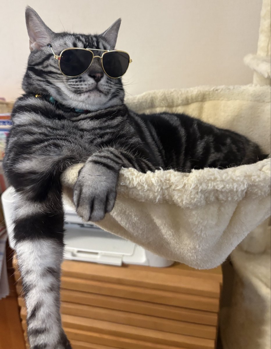 BinaryCat24778's tweet photo. 「イケイケドンドンやて、これ！！」
#猫のいる暮らし https://t.co/PbOeGeecbw
