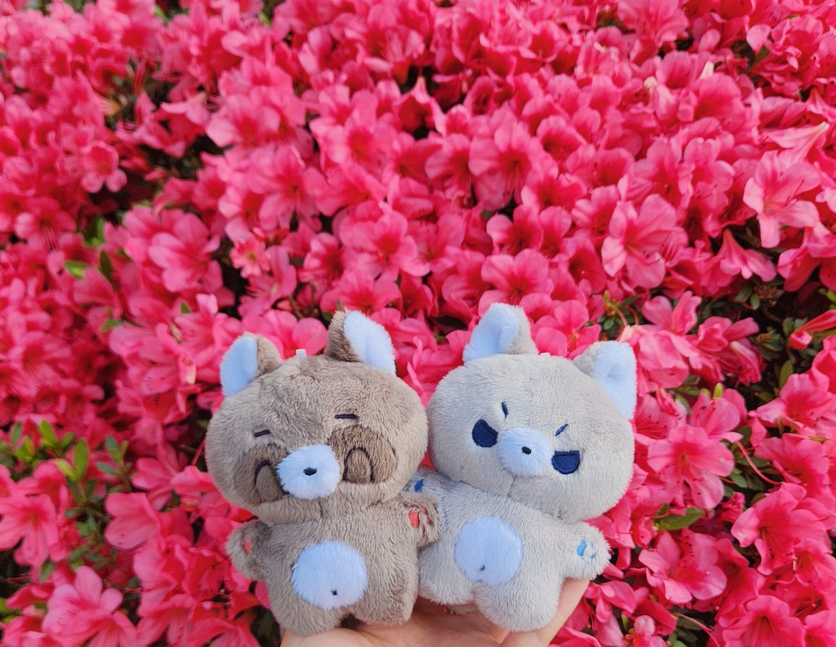 mole_doll's tweet photo. ᴖ ᵕ ᴖ 🌸 ◺_◿
#빵굴 #늑쭌 #솜솜몰 https://t.co/FFNeFKqagV
