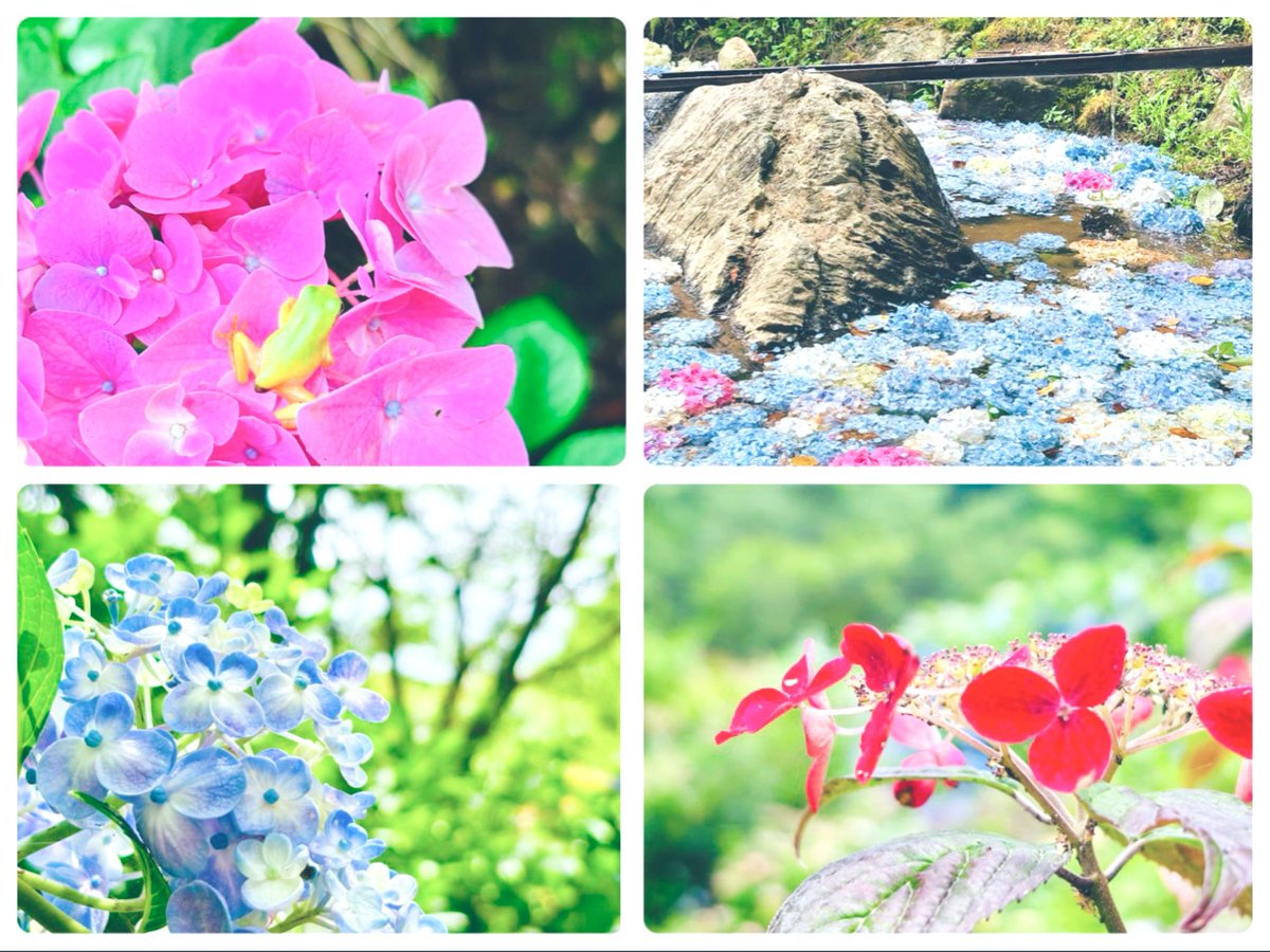 rinrinn9876's tweet photo. #紫陽花  #黄色っぽいカエルさん #いい事あるかな

″忘れられない人″

ではなく

″忘れたくない人″

がいるって幸せな事だねஐ⋆*

ꕤ︎︎｡°黄色っぽいカエルさんに会いましたஐ⋆*     いい事あるかな？

    𖠿𖧧いつもいいね、リポストなど

       本当にありがとうございます(❀ᴗ͈ˬᴗ͈)" https://t.co/CLCqyxZTnP