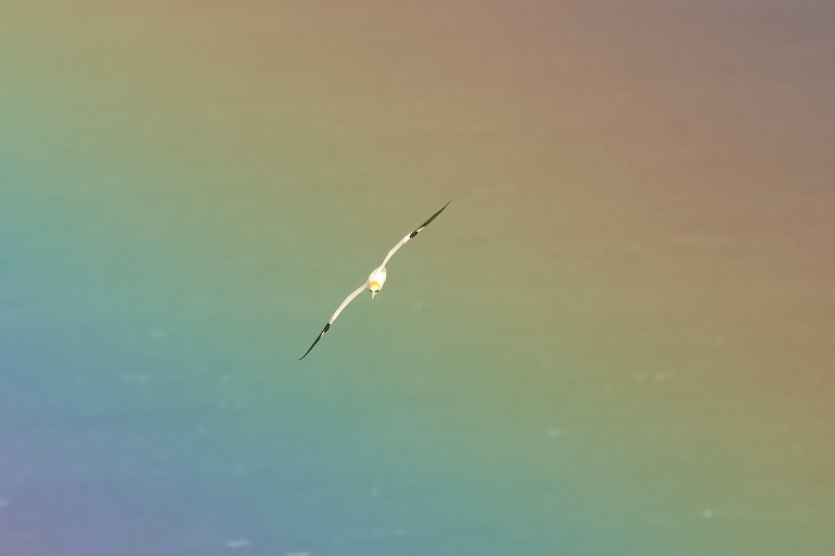 Jthomas123Jay's tweet photo. Gannet Flying Through a Rainbow 🌈 
Zoom in for details on Gannet 
@Bempton_Cliffs https://t.co/lxmOm7WZ3B