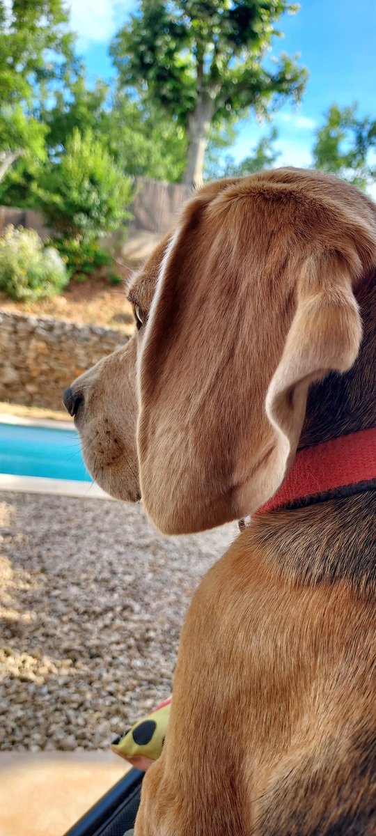babyisa06's tweet photo. @cwillem la journée s'annonce compliquée 😊🎵🔥☀️🏊♂️🐶🐶🐶 #Maggy
Avec #SYSTAIME bien évidemment 🥰
Bon dimanche Christophe
Bisouuuuus ❤️❤️😘 https://t.co/J4nWKKqfY0