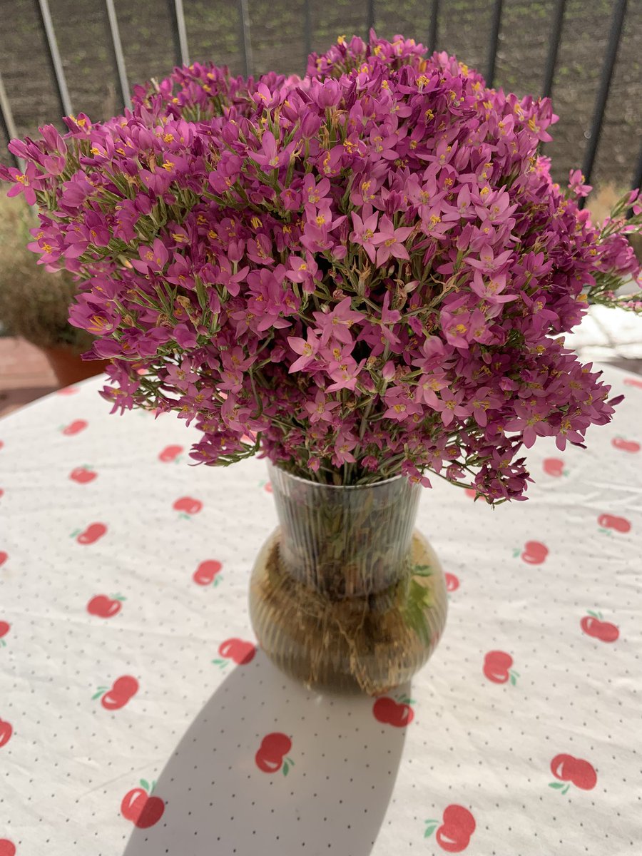 danastefanes's tweet photo. S-a găsit “fierea pământului” sau țintaură. Pe cât de gingașă cu un parfum suav, discret, absolut delicat, floricica asta în ceai este extrem de amară, de unde și denumirea de “fiere”. Este o planta medicinală cunoscută pentru proprietățile sale benefice în probleme digestive. https://t.co/nERCpga0Qr