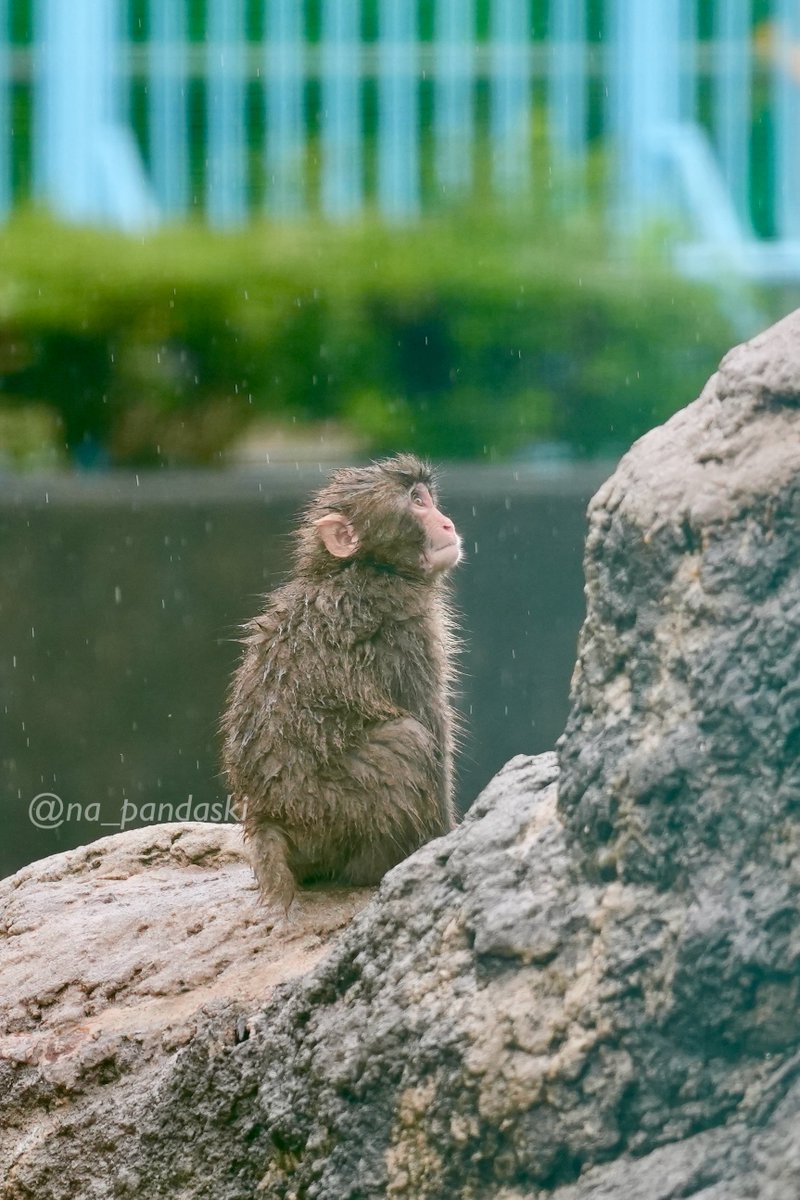 na_pandaski's tweet photo. 雨に濡れたパンチくん🐒
タオルで拭いてあげたい
📷2026.6
#がんばれパンチ
#ニホンザル
#市川市動植物園 https://t.co/WTjMjlft0E