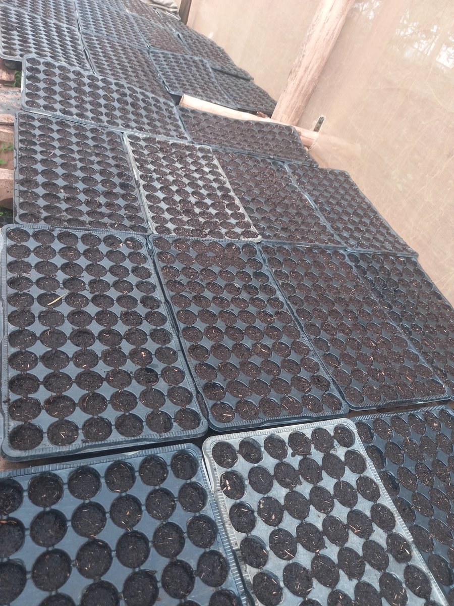 Duhinge1's tweet photo. Muri @Duhinge1 nyuma yo kwinaza inyanya na Cocomble ubu Cocomble zatangiye kumera @RwandaAgri @CityofKigali https://t.co/pE9eGyrmBZ