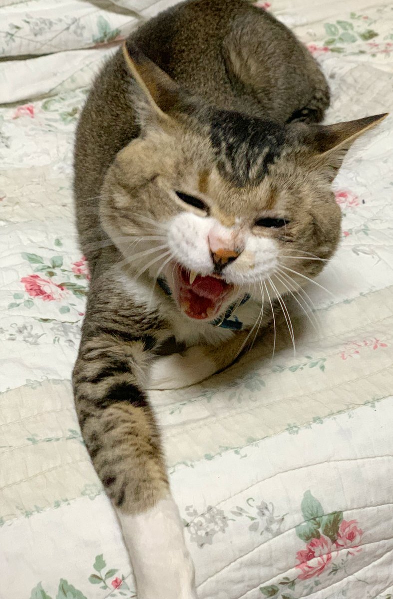harukichi_cats's tweet photo. 笑点見ながら爆笑中の猫🐈
#いちにちいちねこ
#猫のいる暮らし
#保護猫 #catshot https://t.co/fIHUbKtmGE