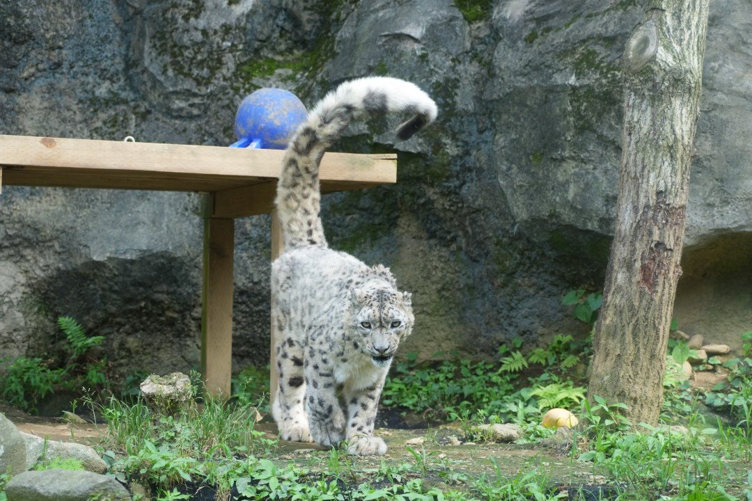 mi666_t's tweet photo. 多摩動物公園　ユキヒョウ・ミルチャ
2026/06/16 https://t.co/DpdwrdXlHr