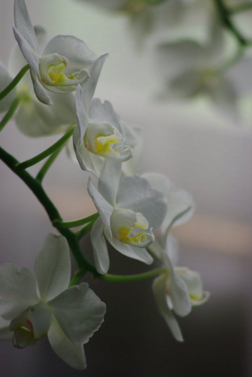 greenbluse's tweet photo. #ファインダー越しの私の世界 
#写真撮ってる人と繋がりたい https://t.co/urSf0WKYxd