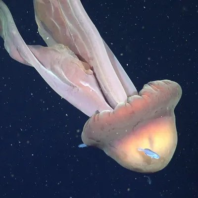 AMAZlNGNATURE's tweet photo. Researchers film rare giant phantom jellyfish the length of a school bus off Argentina's coast

Rarely seen by humans, the giant phantom jellyfish can grow ribbon-like arms up to 10m (33 feet) long and has been spotted only a handful of times worldwide https://t.co/rdkCRUrSW5