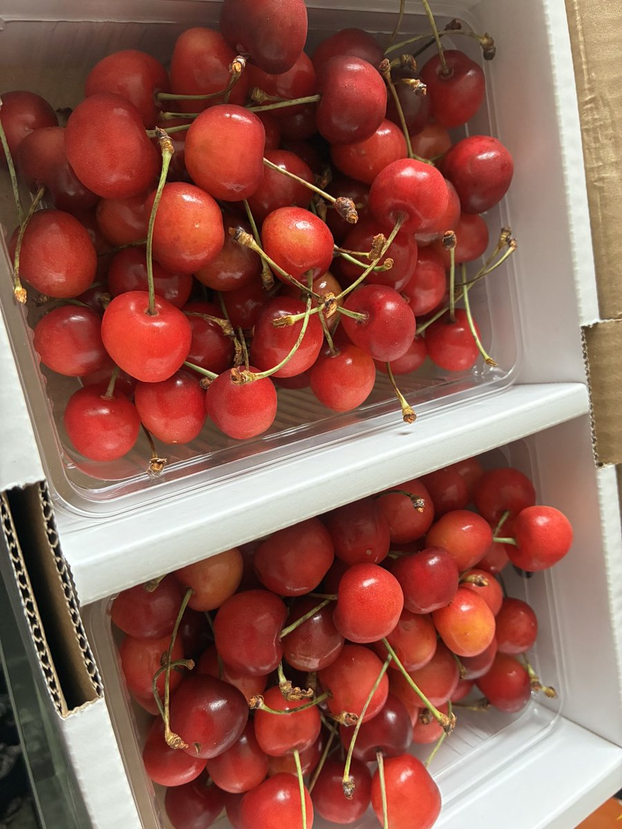 ikauran's tweet photo. 東京の叔父からサクランボ🍒送られて来た。いとこが勤めてる会社で安く手に入るとかで
昨日不在で受け取れなかったので、今朝再配達してくれた。結構熟して食べ頃の様だから、甘くて美味しい😋
腐らせない様に早目に食べないと☺️ https://t.co/VoyDgZmX58