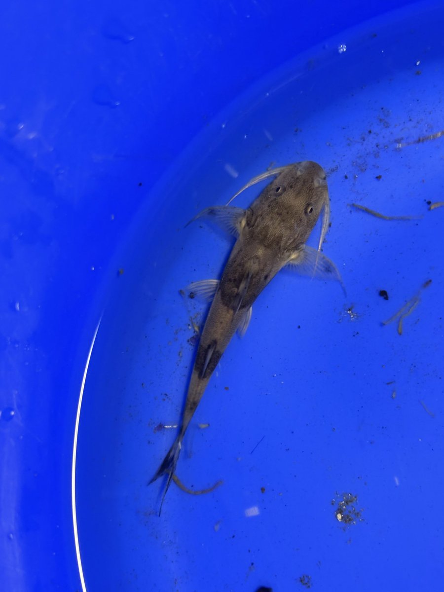 9315_FISH's tweet photo. ダイヤモンドポルカ
po.デビルケリー
バガリウス
をお迎え！
全部昔から欲しかった子達なのでめちゃくちゃ嬉しい😆 https://t.co/p6XlPuZNM4