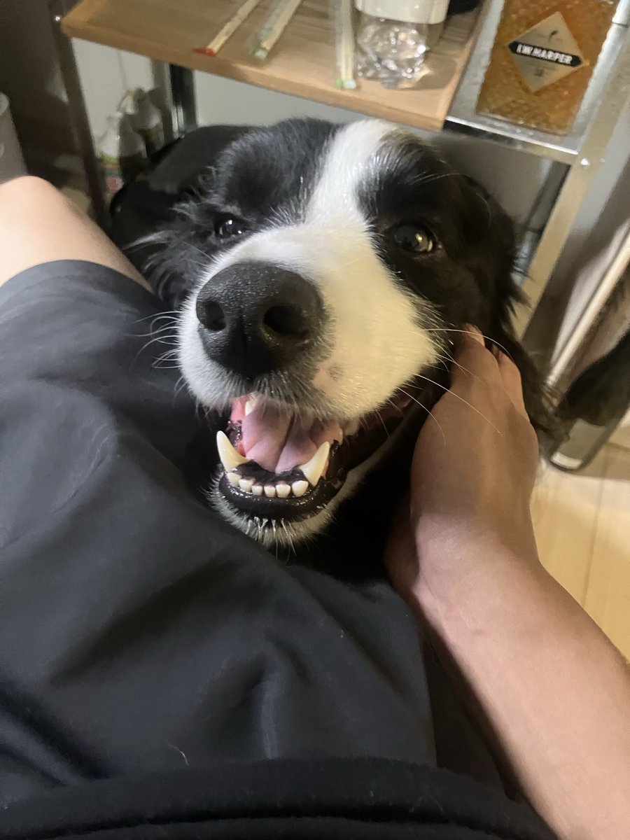 hisui_zzz___'s tweet photo. 犬、撫でたら喜ぶ生物 https://t.co/USzvCnnXwY