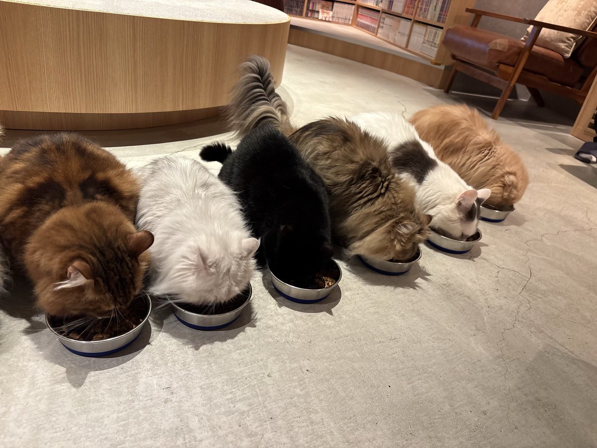 Bread_yu_zu's tweet photo. 猫カフェとかいう可愛いが渋滞してる場所好き https://t.co/KH37YBtQje