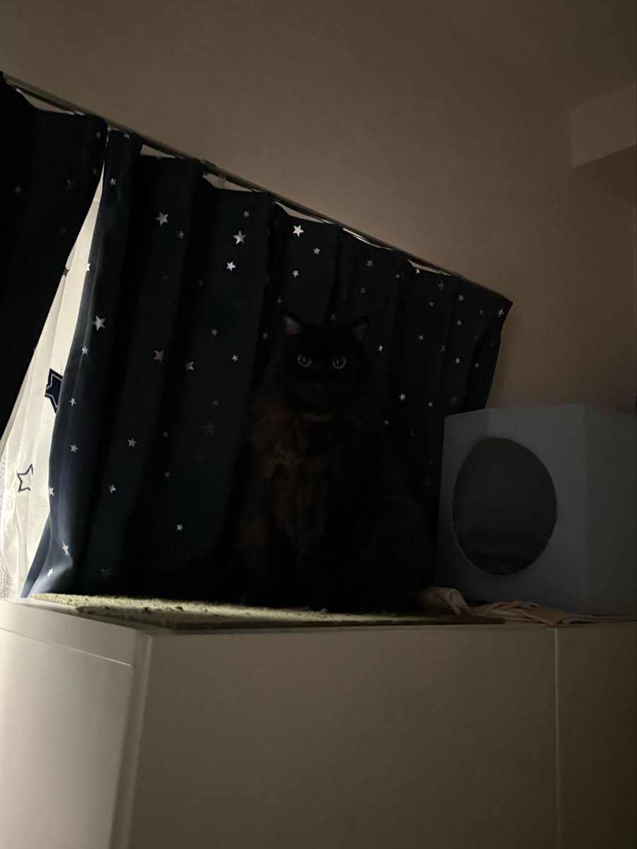 beautifulbell22's tweet photo. リアルめっちゃカメレオンな愛猫
 #めっちゃカメレオン https://t.co/xFTXktDWtw