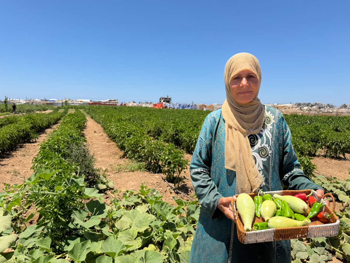 UNDPPalestinian's tweet photo. In Al-Zeitoun, #Gaza City, farmers are returning to their land growing fresh vegetables despite immense challenges.

With support from Germany, Sweden, and the Republic of Korea, @UNDP provides relief housing units so farmers families stay close to their land &amp; income. https://t.co/R8RSr6Yzlv