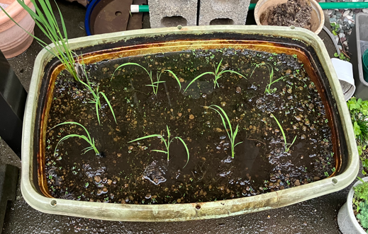 vansoukou's tweet photo. 今年も田植えの季節がやってきました https://t.co/wLo4E4mV1F