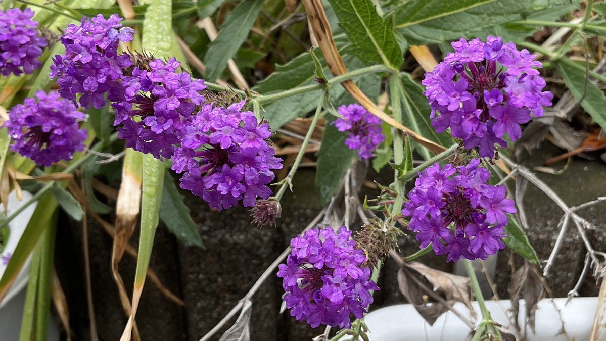 shobonne3's tweet photo. 最近見かけたお花たちだお～

#お散歩写真

[1/3] https://t.co/5HGve5wCZp