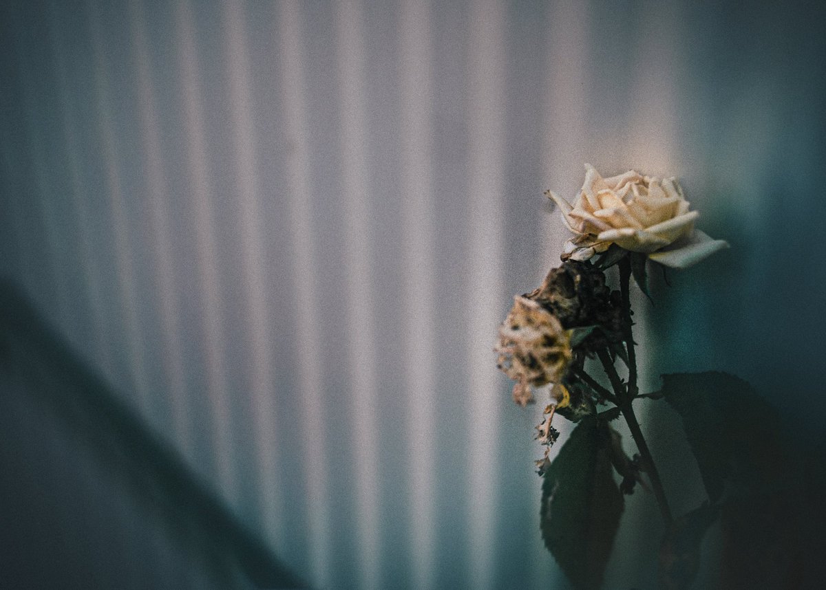 9inentei's tweet photo. While looking for June’s light, I found myself shooting more low-key photos.
In July, high-key ones may return.
But I wonder if people will still look at them.
I was thinking about that as I edited the photos I took today. https://t.co/oUme91N7hL