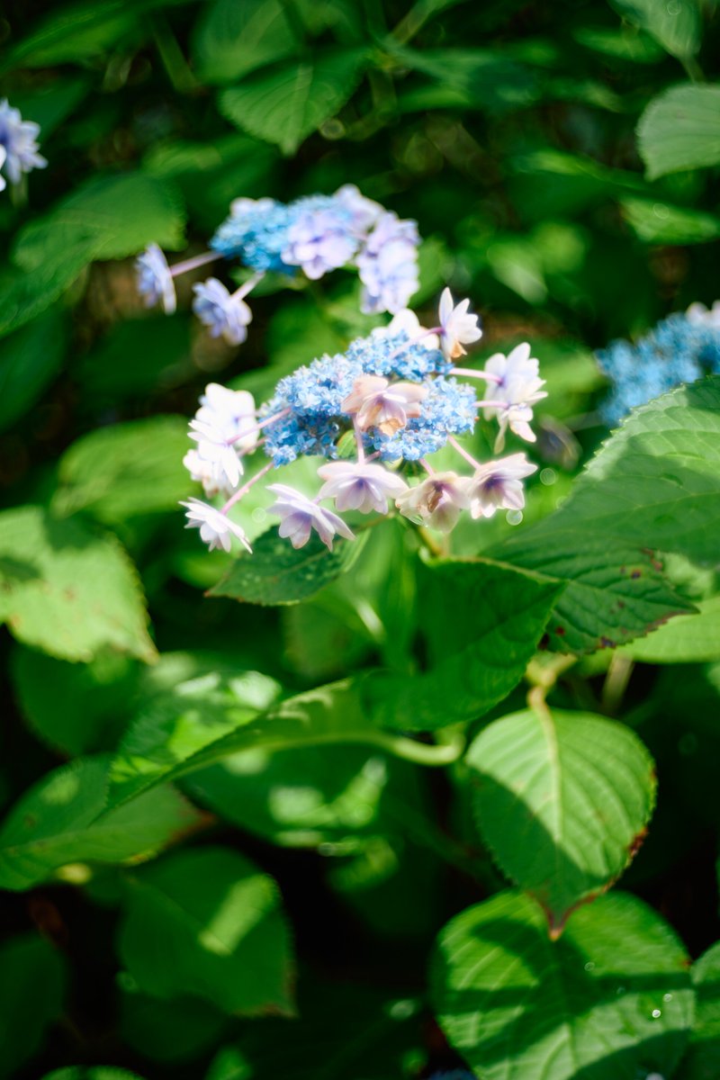 KannistoJuha's tweet photo. Rainy season is fully on and the weather has been mostly poor but today there were little moments of sunshine and I enjoyed an afternoon walk from Ebisu -> Hiroo -> Azabu Juban with my Sony #A7CII & #Kistar 40/2.4 M. Lots of Ajisai (紫陽花) around. More: https://t.co/3MpNcGzNC7 https://t.co/0j2uIgcp9K