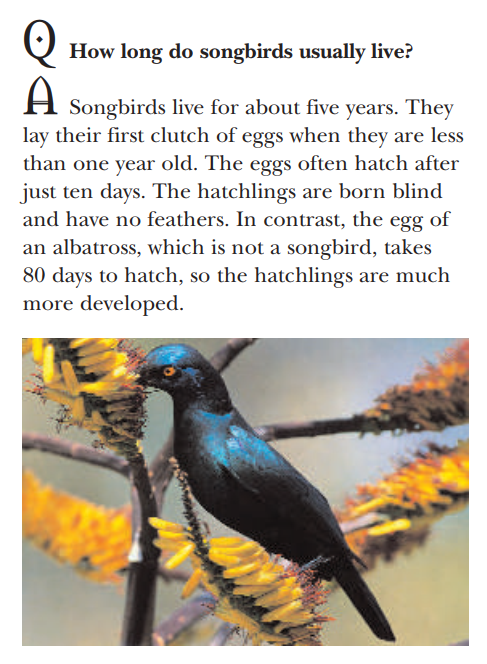learn0505's tweet photo. Q. How long do songbirds usually live? https://t.co/s3cnjGSvQY