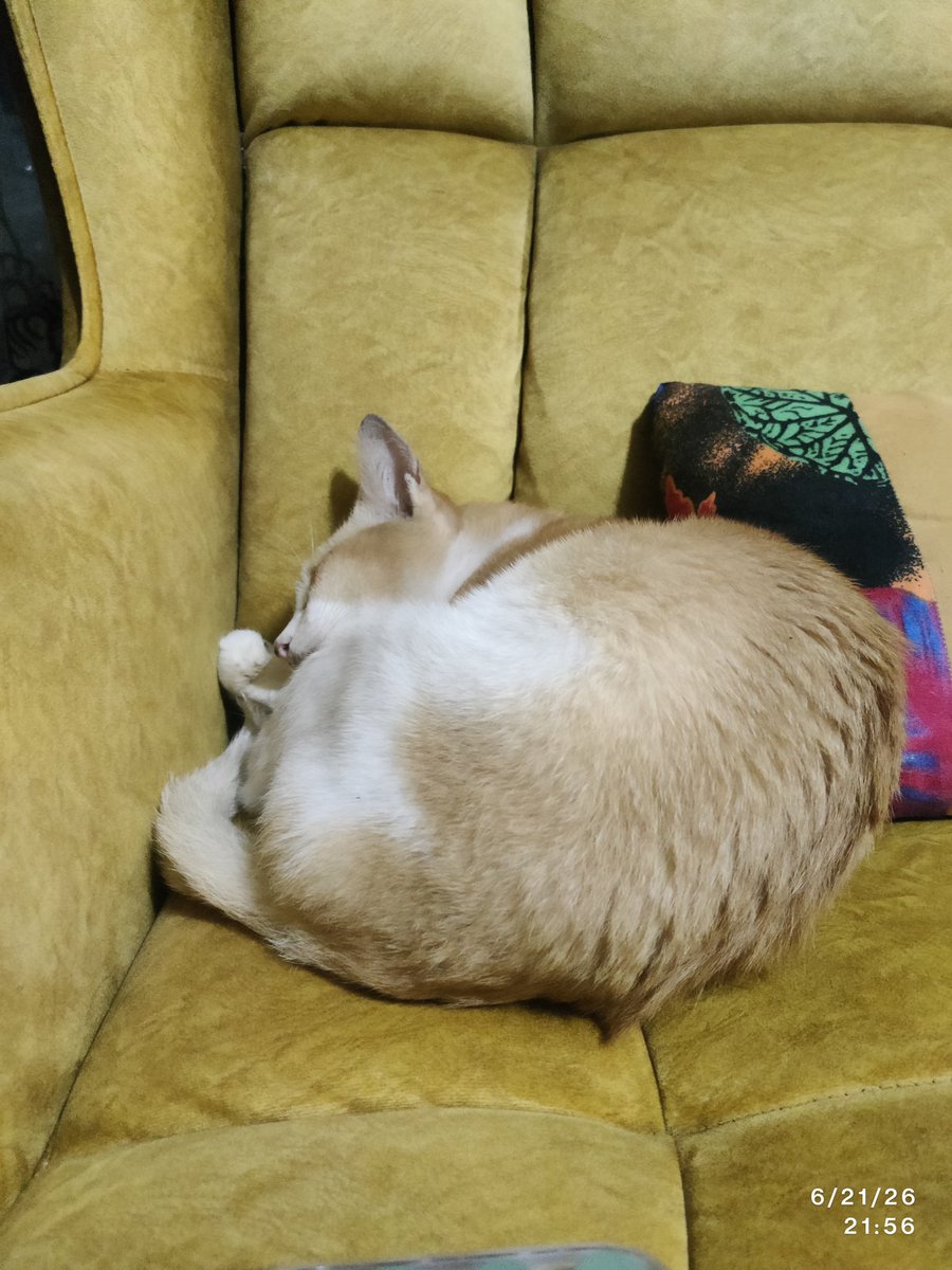 AreubeingNice's tweet photo. Siang tadi aku bising dkt si Shine ni. 
Engko siang kemain dtg rumah makan makan. Malam enta kau merayap tidur mana
Sekali mlm ni dah tidur weh dlm rumah. Paham ek. https://t.co/yITjWkf1NR