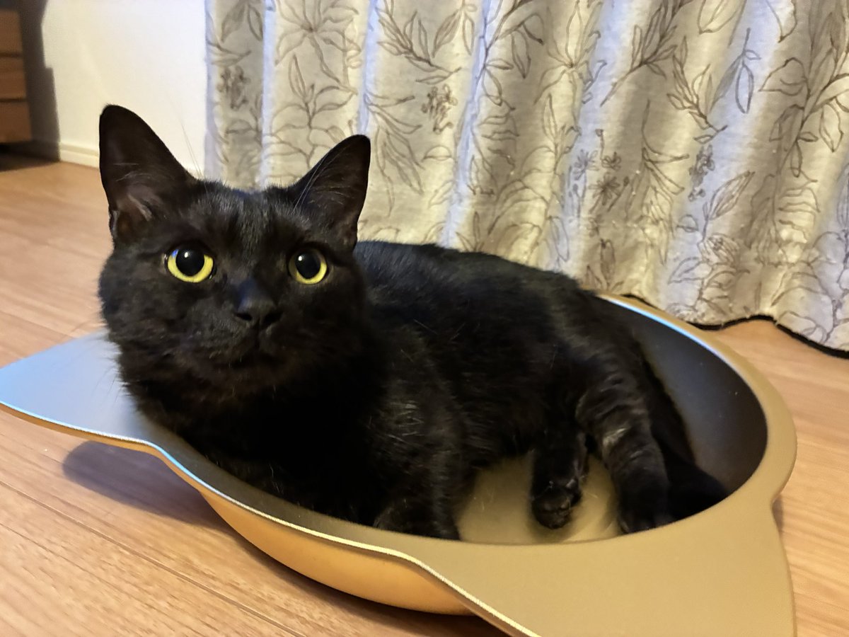 bibi_0731's tweet photo. 🐈‍⬛ 

#黒猫 #cat #猫のいる暮らし #猫鍋 https://t.co/7ZpGlQQxtA