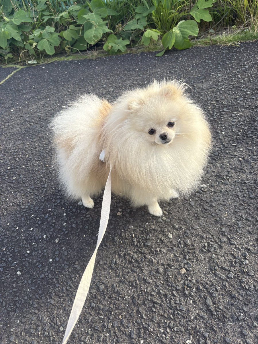 moco_0527_'s tweet photo. 切なげな表情が、上手い犬ナンバーワン☝️
俳優になろう。
#ポメラニアン https://t.co/u1Z8vYAJrD
