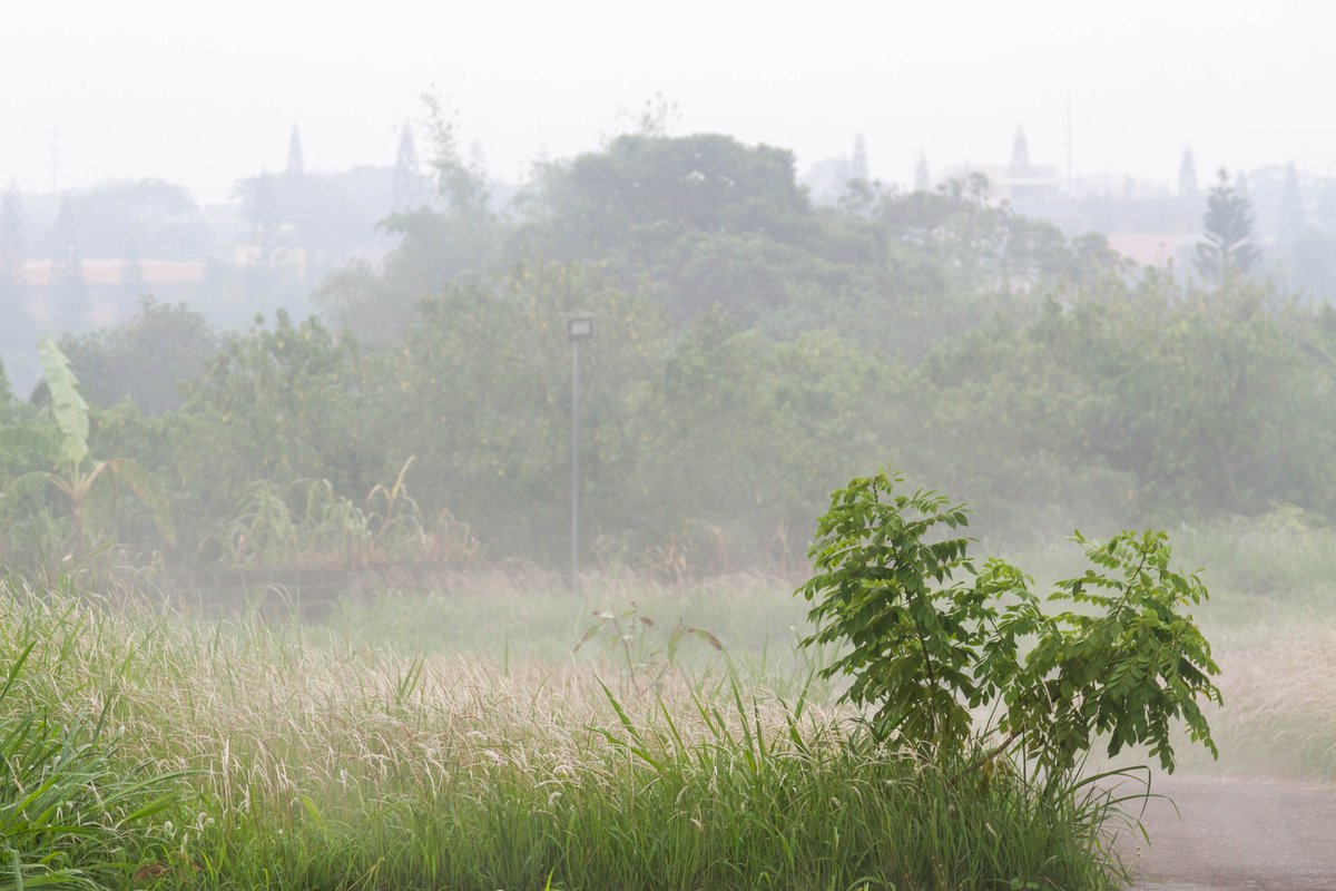 RegWiest's tweet photo. Fog &amp; rain in Tagaytay.
Photo, copyright, Reg Wiest https://t.co/2VqA4kEUu4