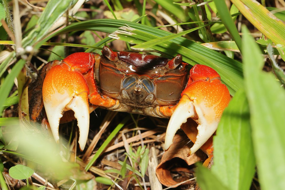 imagasyun's tweet photo. 今日見かけたカニ
ベンケイガニかアカテガニのどちらかかな？ https://t.co/0OWlTM1hnj