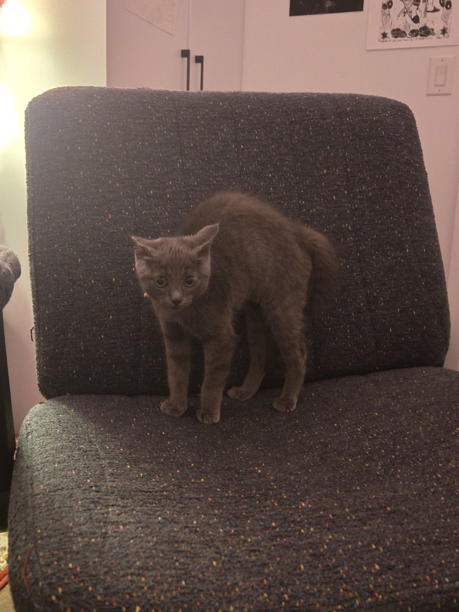 sealskull's tweet photo. i made a scary noise the other day and this was d'arce's reaction. she will not survive the dungeons bro https://t.co/JyehNQH7UU