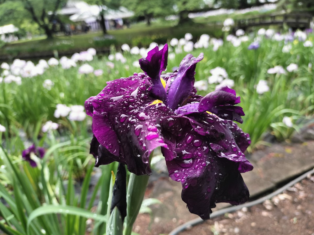 cz_metal's tweet photo. 会津方面は雨でしたが伊佐須美神社の菖蒲が綺麗でした✨
東北三大あやめ祭りの一つだそうです🏮
 #空ネット https://t.co/04mMW8Aa7E
