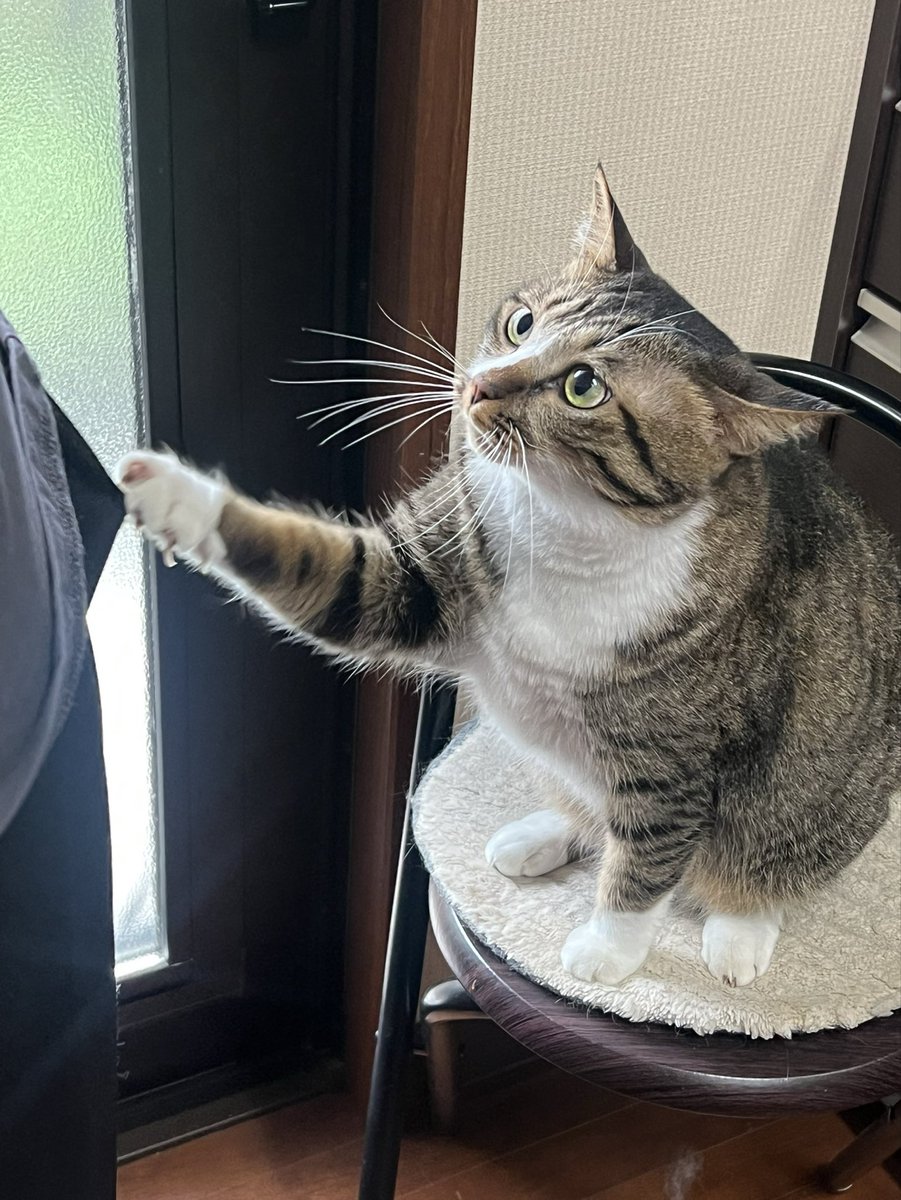 wukiwuki5's tweet photo. ねぇ…お料理なんかやめて私を撫で撫でしてちょーだい
（三女ポン）

#ねこ #猫好きさんと繋がりたい #ねことの暮らし https://t.co/xq3fMdkq5B