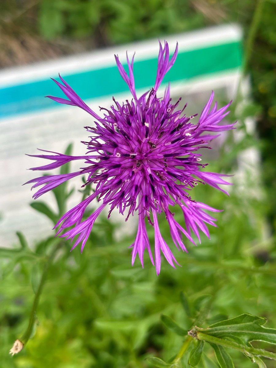 Hawes09Hawes's tweet photo. The best colour. https://t.co/SQ7rVJXE8J