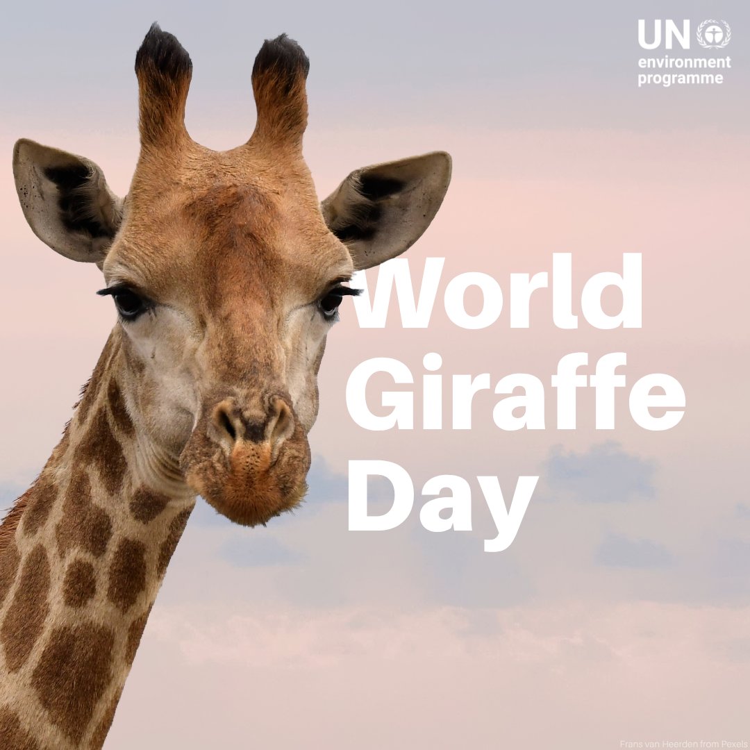UNEP's tweet photo. Giraffes, the tallest animal on Earth, help ecosystems thrive by feeding on upper plants, letting sunlight reach lower vegetation across Africa’s savannahs.

🦒 This #WorldGiraffeDay, explore what’s threatening their home and how we can restore it: https://t.co/SEHfiBdZ8m https://t.co/zDAmfAdaxM