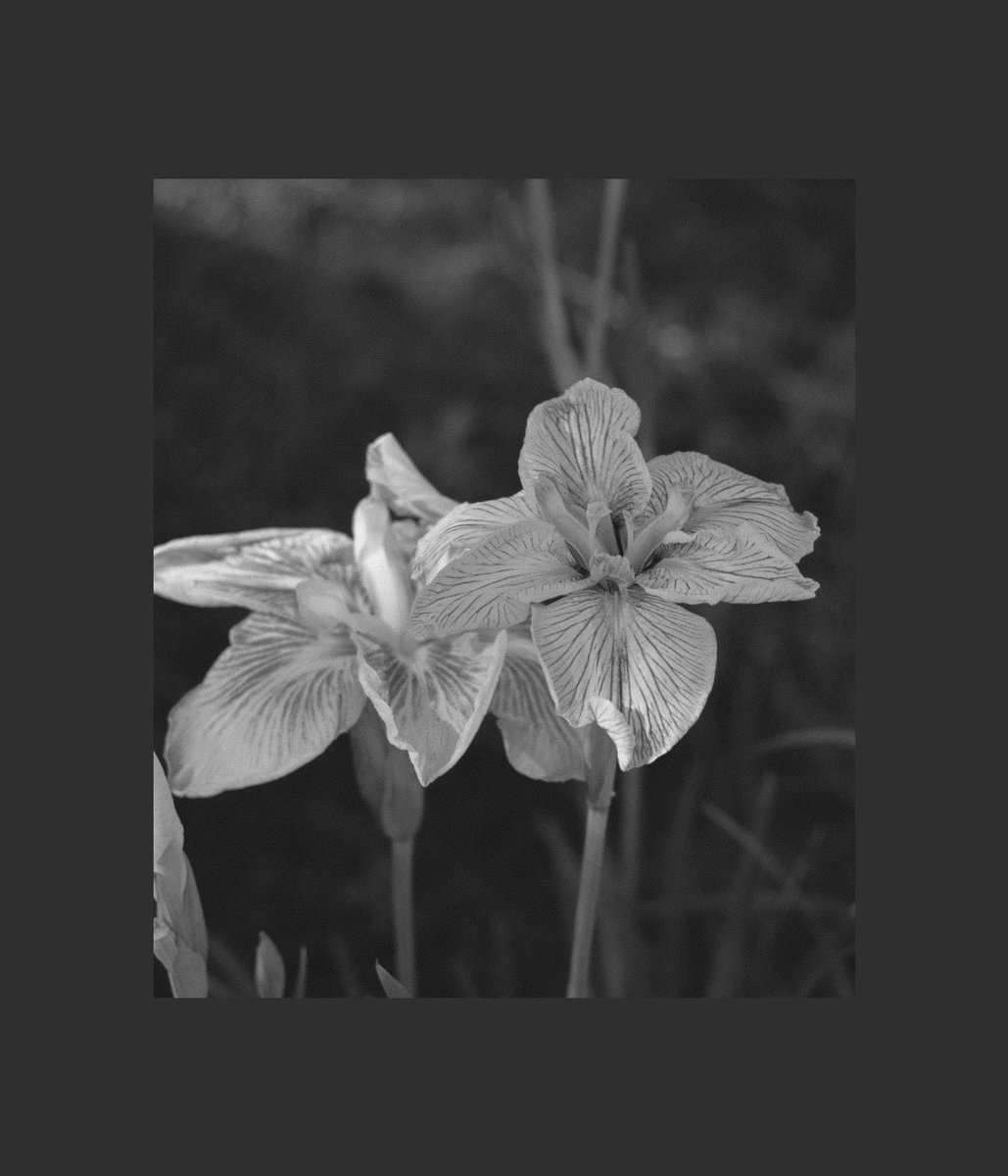 soonononono's tweet photo. 嫁入り舟を見送って、流れぬ者を
宥める花は菖蒲だけで十分なのだと https://t.co/oqX2TgNwO2
