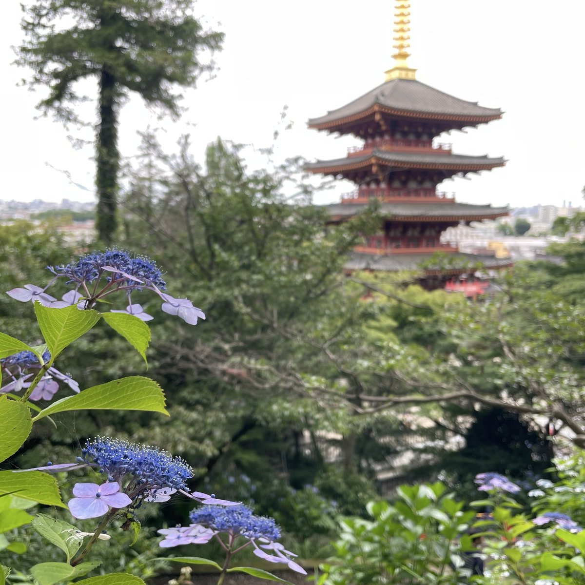 55massard's tweet photo. 【花は武蔵野の】

願ひ錢 廉くともよひら 咲ひけり

山口誓子の眠る寺、高幡不動で。
「あじさいまつり」の最中だが、盛りは過ぎているようだった。
ありがたいことに四国のお遍路がここでもできる。大師堂は撮れない代わりに、御厨人窟にいちばん近い「二十四番札所」を撮ってきた。 https://t.co/XxAWOkESOi