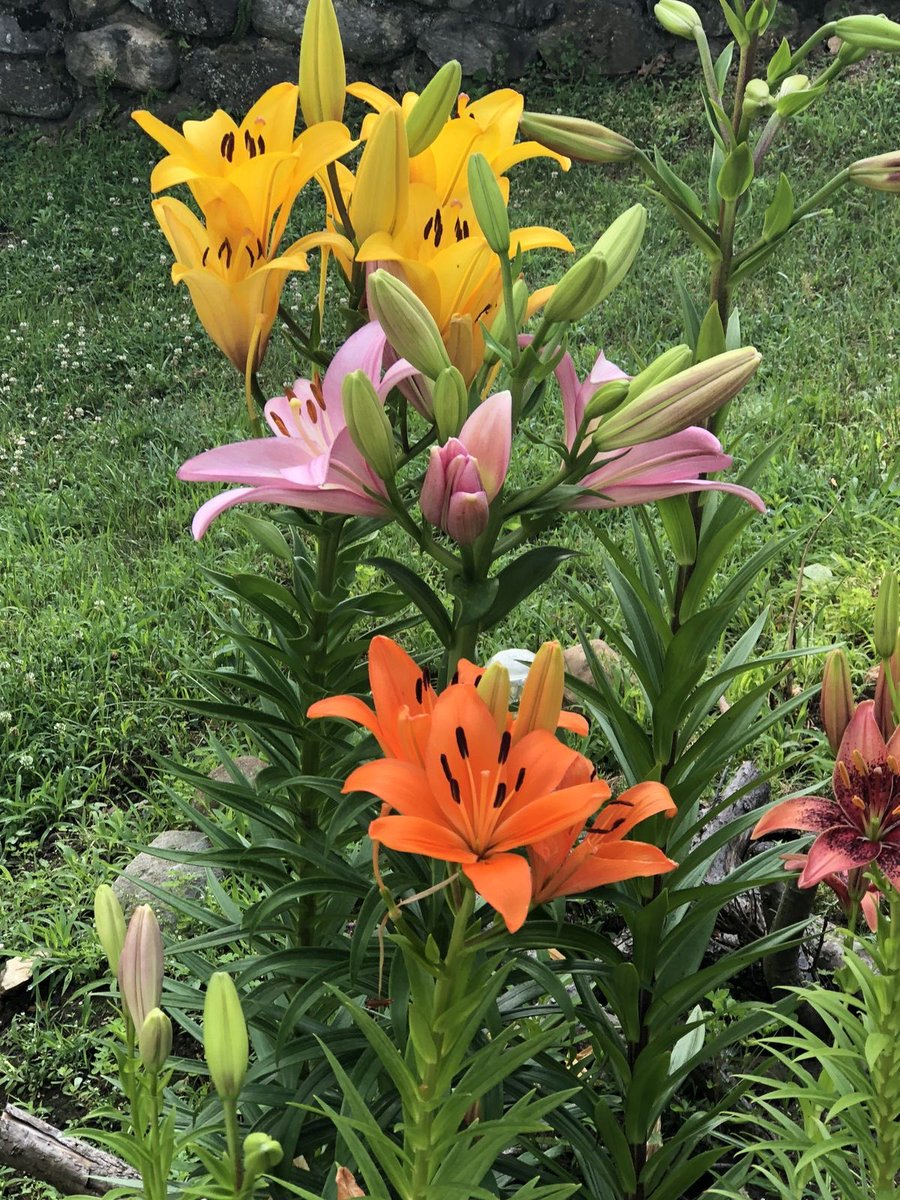 bloomele_ tweet picture